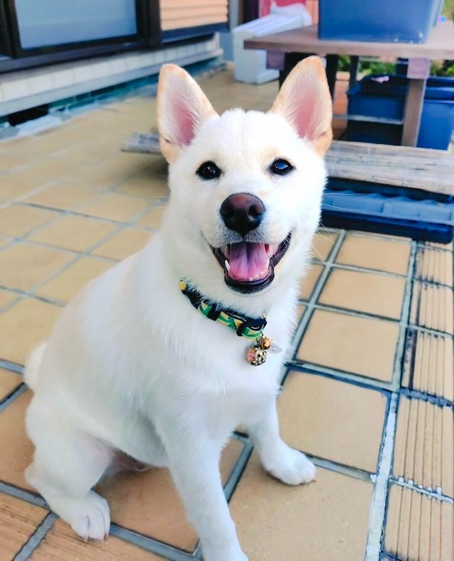 飼い主さんの心臓が口から飛び出るほど「首」が折れ曲がっていた白柴犬、米子（こめこ）ちゃん（画像提供：白柴米子（こめこ）さん）