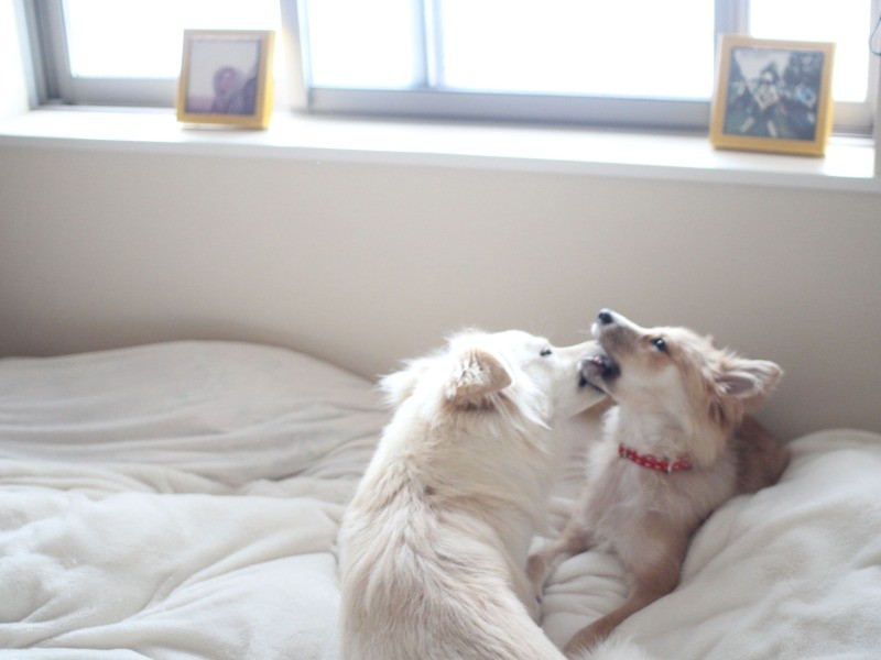 破壊ばかりする福助を叱ったりしてくれなかった心の広い大吉