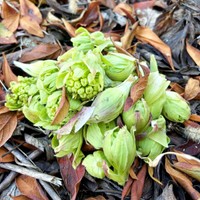 庭で収穫したふきのとう（画像提供：肉まん。さん）