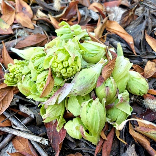 庭で収穫したふきのとう（画像提供：肉まん。さん）