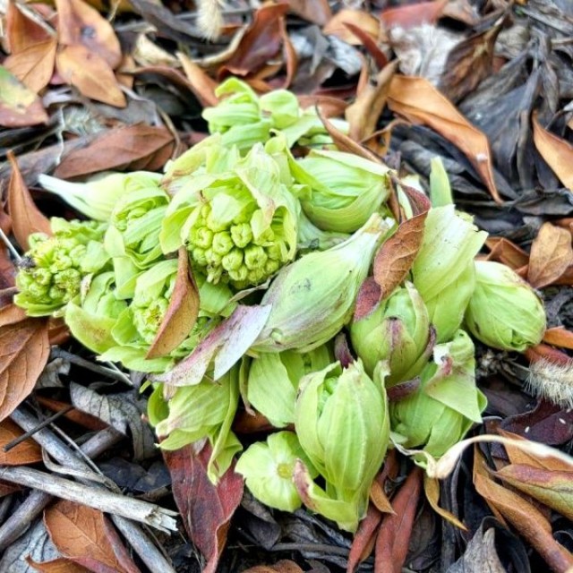 庭で収穫したふきのとう（画像提供：肉まん。さん）