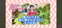 ダイソーで買ったカラテア　フレディを植え替えずに1年間育てた／「くまパン園芸 KOBI's Houseplants Life」（@kumapan）提供