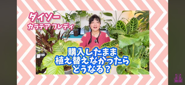 ダイソーで買ったカラテア　フレディを植え替えずに1年間育てた／「くまパン園芸 KOBI's Houseplants Life」（@kumapan）提供