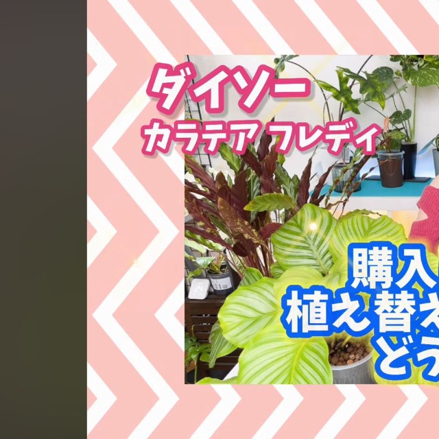ダイソーで買ったカラテア　フレディを植え替えずに1年間育てた／「くまパン園芸 KOBI's Houseplants Life」（@kumapan）提供