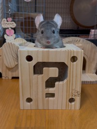 「ハテナボックスからもお顔をひょこっと」（提供：ちゅちゅさん）