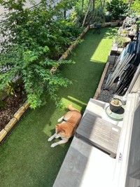 時間と共に日向を追って移動するおとちゃん（画像提供：柴犬おとちゃん 6歳さん）