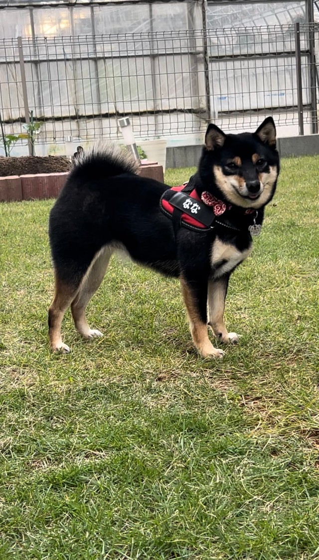 小顔だけど、体がムチムチのななちゃんです（「豆柴のなな」さん提供）