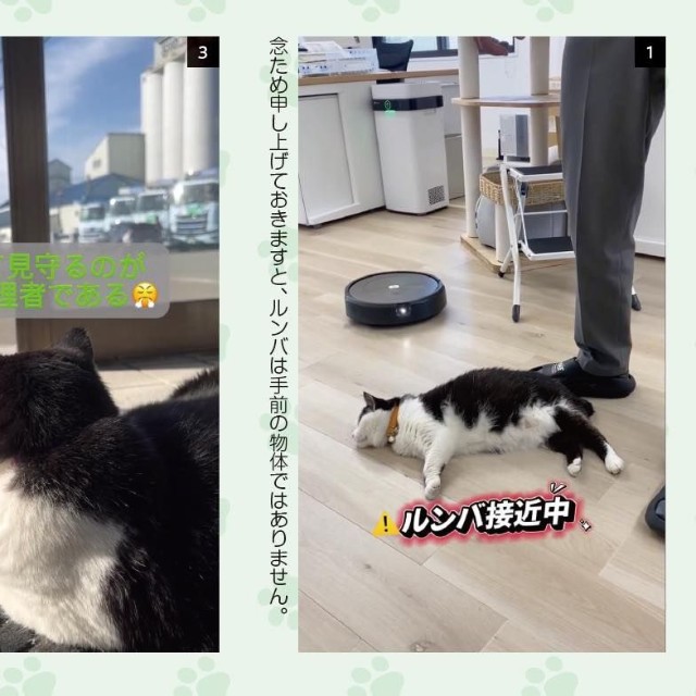 玄関の靴拭きマットに座り、配送トラックを見守るのがふくの日課だ（提供／山と溪谷社）