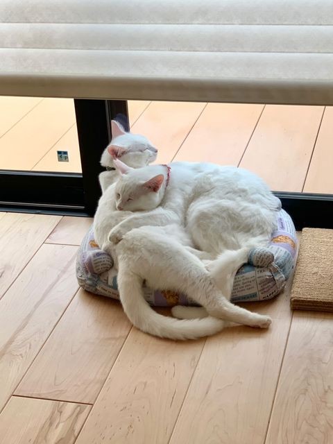 保護猫カフェで使ってたベッドで抱き合って寝るうるちくん（右）ともちくん。