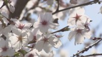 岡山市で桜が満開　平年より4日早く　西川緑道公園で多くの人が花見