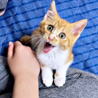 生後3カ月、飼い主さんの足にじゃれつく縁くん（画像提供：【かんざき屋】じゃきちゃんさん）