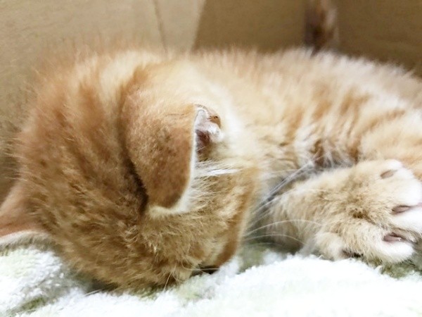 保護当日、顔をうずめて眠るミックくん（画像提供：ミックという猫さん）