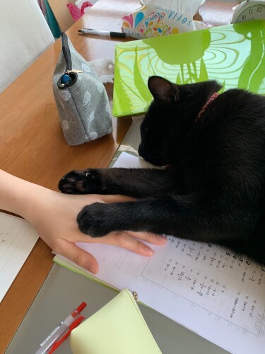 「そろそろ勉強はやめて僕と遊ぶべきだよ」（ニイノちゃん提供）