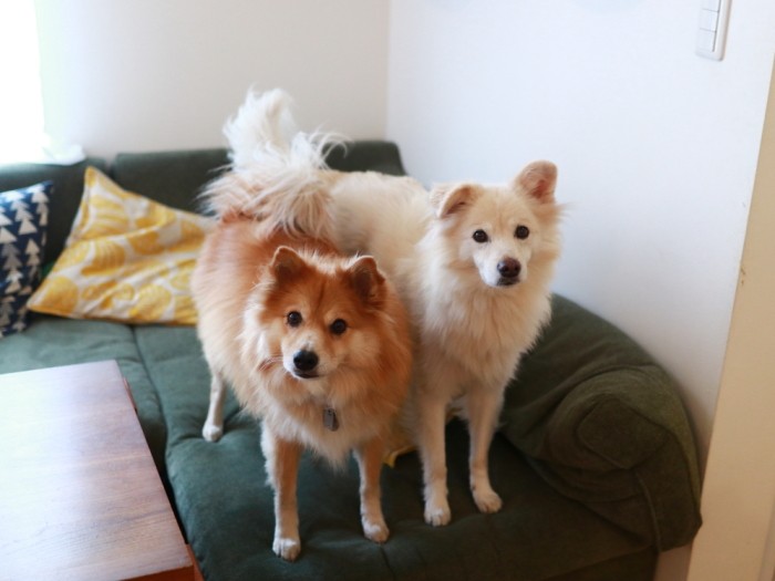 「もしかして、おでかけ？」の顔