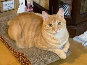 「エサが命」弟猫きなこのぶれない生き方　座りこむ姿はまるで座敷わらし