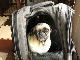 防災訓練と移動の準備を兼ねて　新しいリュックをお試し中だよ　パグ「ろこ」