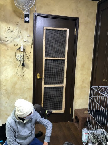 この日シェルターにいたのは15匹。マックス80匹いたことも