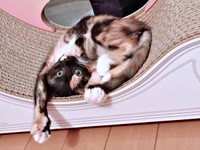 子猫時代、爪研ぎの上で遊ぶもつちゃん（画像提供：べじたりあん。さん）