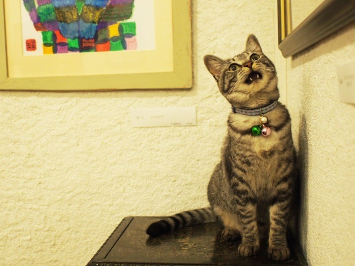 シャンティーは、夕方お迎えが来る。