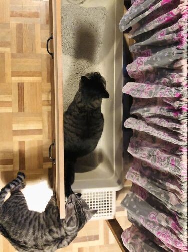 大人数のためトイレは大型、引き出し式。（夏子さん提供）