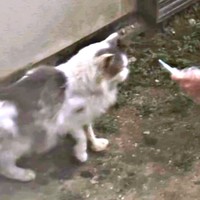 おやつで誘うと近寄ってきたメルくん（画像提供：レオとむぎさん）