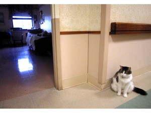 猫は死を察する。もしコンピューターに同じことができたら？