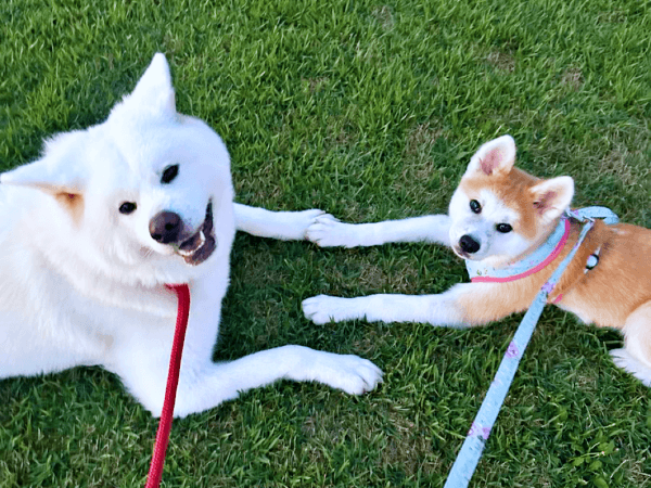 手繋ぎでにっこりーー（左から）姫ちゃん、縁ちゃん（画像提供：姫ちゃん縁ちゃん）