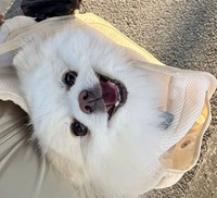 スリングに入った天くん。ご機嫌そうな理由は…（「ポメラニアンの天くん！」さん提供）※画像はトリミングしています