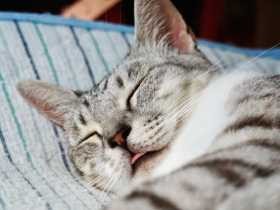 雨の日、舌チロで朝からすやすや眠る　雑種の「ミミ」