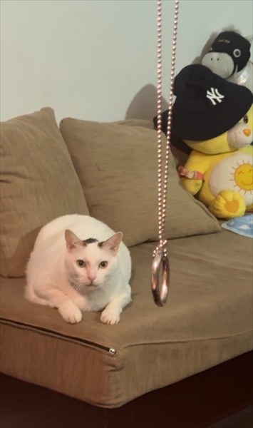 マジックを凝視する大福くん（画像提供：cat_daifuku_vietnamさん）