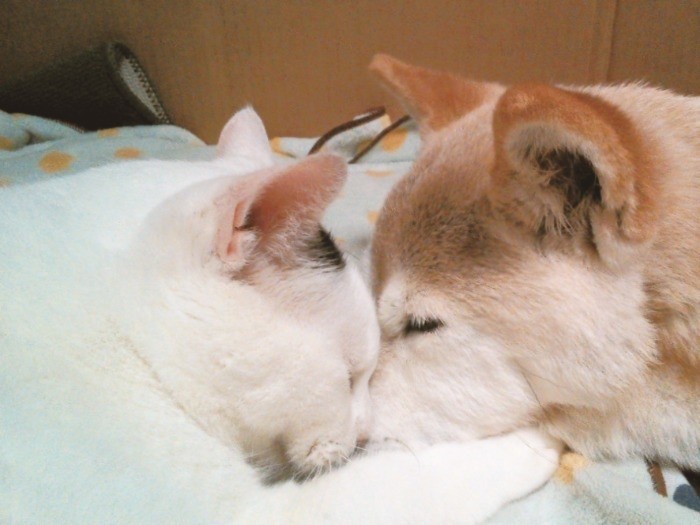 時には包容力でしのを包む　（辰巳出版　提供）