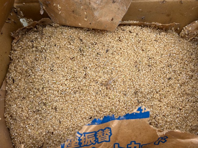 捨てられていた玄米（かながわ海岸美化財団提供）