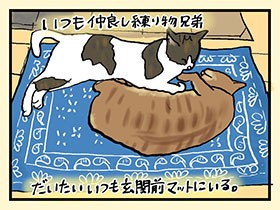 このみっちみち感がたまらにゃい　やっぱ、猫じゃけぇ(39)