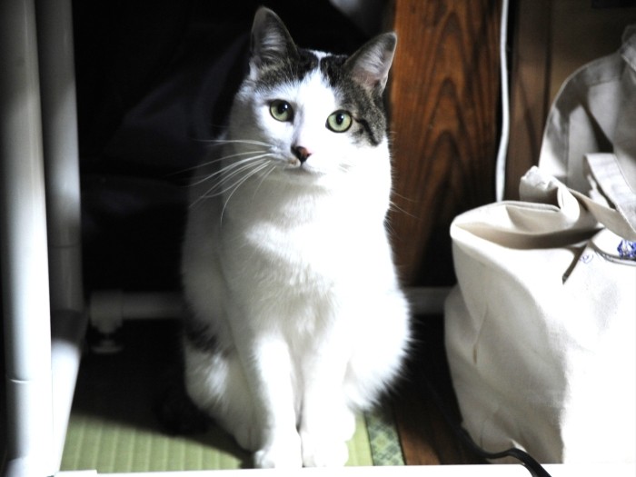 お座りしてごあいさつ