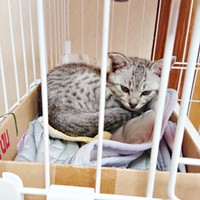 保護当時、ケージのなかでかたまっていたしじみくん（画像提供：しじみとんさん）