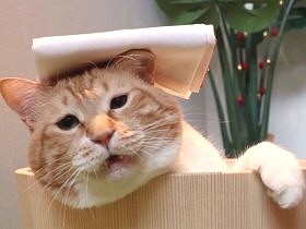 浴びるのはシャワー？　やけ酒？　猫のぐっぴーが多義語を解説