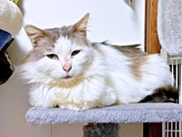 キャットタワーの上でくつろぐメルくん（画像提供：レオとむぎさん）