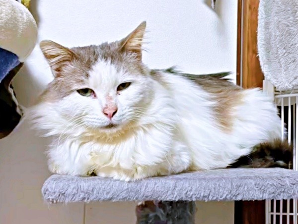 キャットタワーの上でくつろぐメルくん（画像提供：レオとむぎさん）