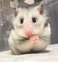 「あざといポーズのしらたきちゃん」（提供：Chira/Taki (ちらたき)さん）