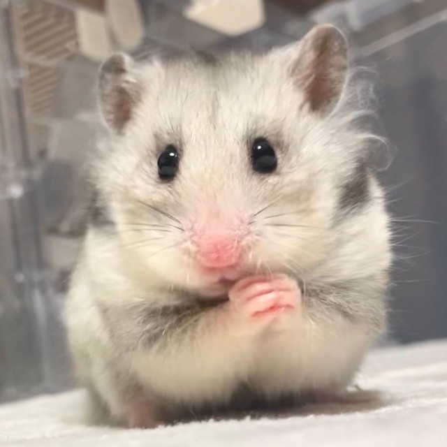 「あざといポーズのしらたきちゃん」（提供：Chira/Taki (ちらたき)さん）