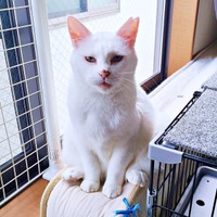 2024年、穏やかな表情が愛らしいおもちちゃん（画像提供：ちったんさん）