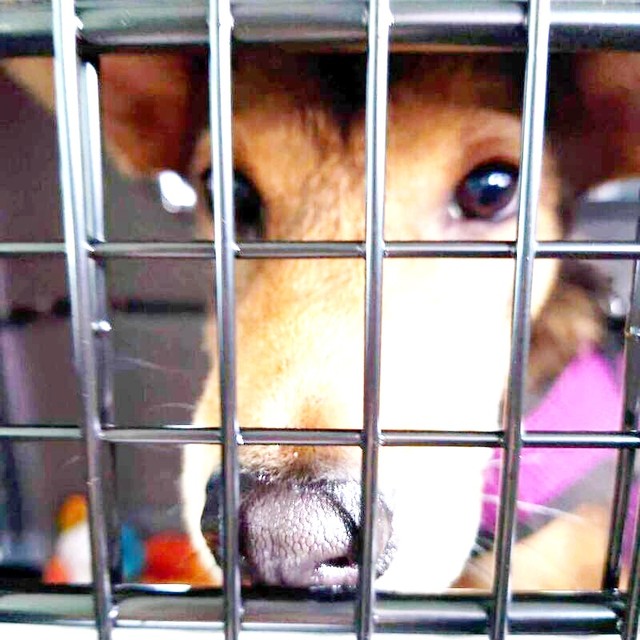 飼い主さんの家にやって来た小次郎くん（画像提供：みかみと小次郎【公式】さん）