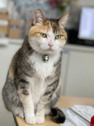 「スタッフルームは落ち着くね」（新谷さん提供）