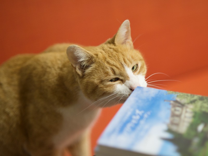 「ぼくがお尻をつけて座るのにちょうどよいにおいだ」（小林写函撮影）