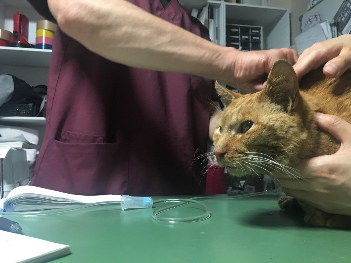 運び込んだ病院で応急手当てをしてもらう（亀井さん撮影）