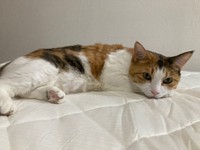 冷感敷きパッドでくつろぐボナベントゥラちゃん（提供写真）
