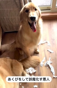 あくびをしてごまかしてます(阿部さん提供、Instagramよりキャプチャ撮影)