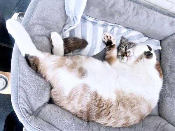 すくすくと成長したちくわくん（画像提供：やくまろさん）