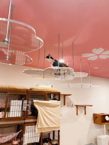 壁側にはそれぞれの猫のケージがあり、夜はそこで寝ている。ボランティアは午前10時にまできて掃除や世話をし、正午から午後7時までオープンする（保護猫カフェさくら提供）