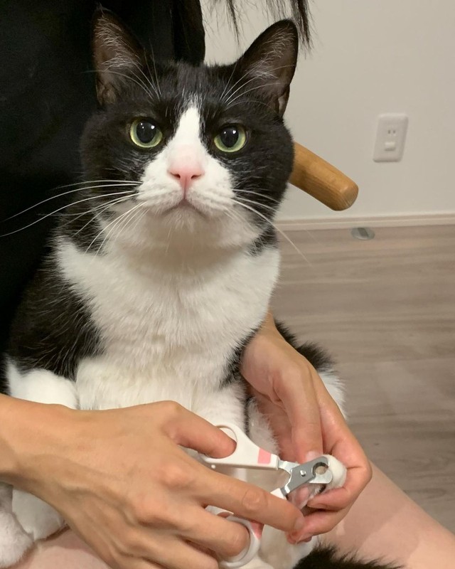 良いご縁がある時はとんとん拍子」見つけた瞬間、お迎えを決断